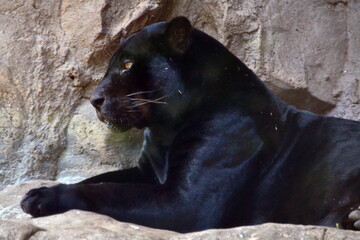 PANTERA NEGRA © Germán