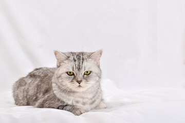 Fototapeta na wymiar A gray striped cat lies on a white background.