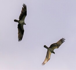 Fledgling osprey in training flight with mother