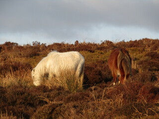 Wild ponies on the moor