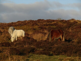 Wild ponies on the moor at sunset