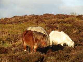 Wild ponies