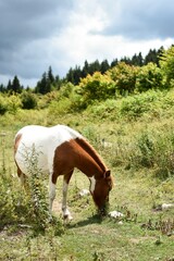 wild ponies in the mountain meadow