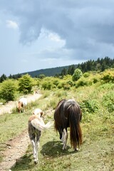 wild ponies in the mountain meadow