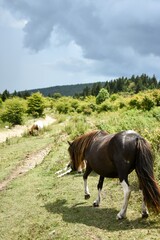 wild ponies in the mountain meadows