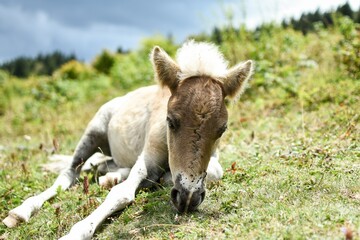wild ponies in the mountains