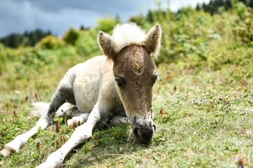 wild ponies in the mountains