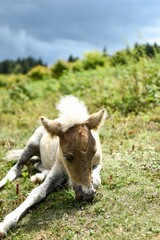 wild ponies in the mountains