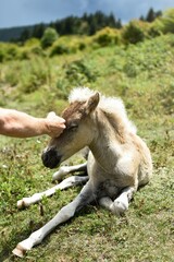 wild ponies in the mountains