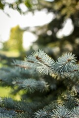 branch of a pine