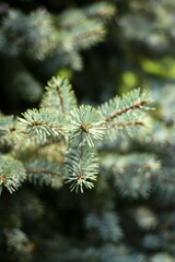close up of pine needles