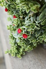 succulent plant with pink flower blossoms