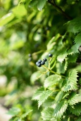 berries and leaves on a branch