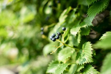 berries and leaves on a branch