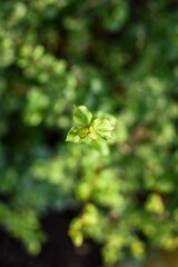 bush leaves isolated