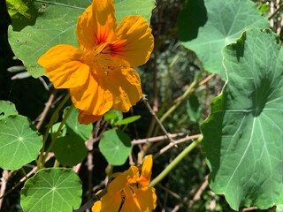 Obraz premium orange and yellow