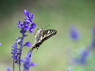 美しいアゲハチョウ