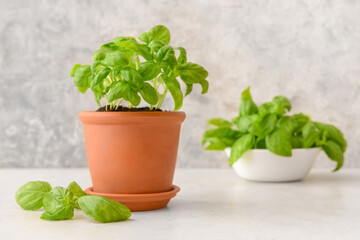 Fresh basil in pot on light background