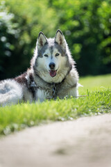 Portrait of a Husky dog laying on a grass  