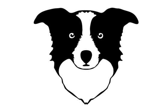 border collie