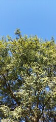 leaves against sky