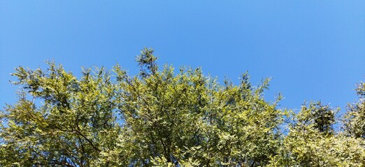 blue sky and grass
