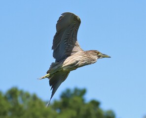 Victorious flight