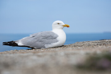 Close up of a Herring Gull on a Cornish harbour wall with copy space
