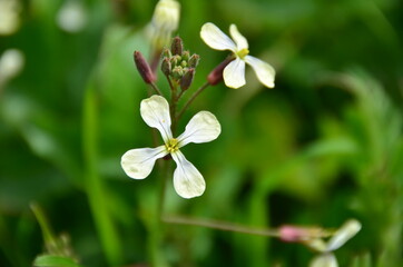FLOR