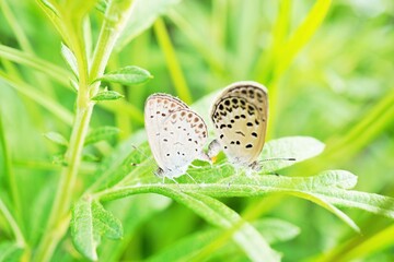 草の上で交尾している二匹のシジミチョウ