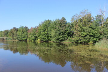 Fototapeta na wymiar Reflection of trees on a lake in summer
