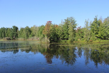 Fototapeta na wymiar Reflection of trees on a lake in summer
