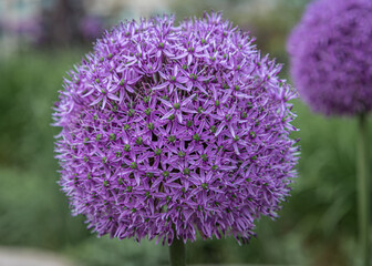 allium gladiator