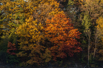 Trees in fall time