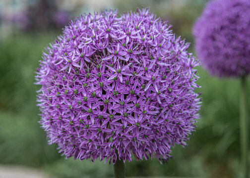 Allium Gladiator