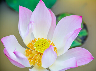 Pink lotus flower in bloom