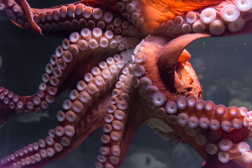 Close-up of octopus tentacles and suckers