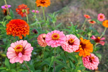 beautiful zinnia flower blooming in garden i