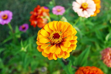 beautiful zinnia flower blooming in garden i