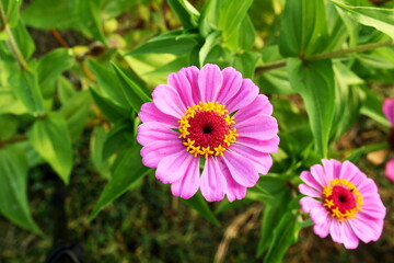 beautiful zinnia flower blooming in garden i