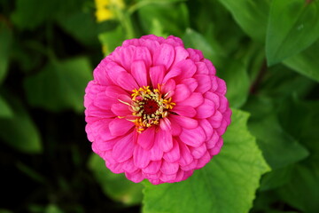 beautiful zinnia flower blooming in garden i