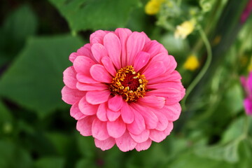 Obraz premium beautiful zinnia flower blooming in garden i