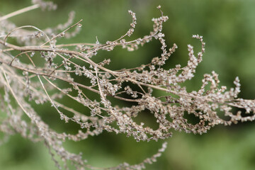 dead branches