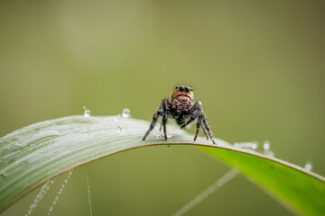 Spider on leaf nature green blurred background