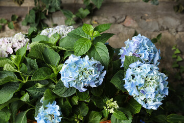 Blooming hortensia plants with beautiful flowers outdoors
