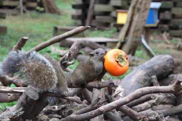 リス園で柿を食べるリス