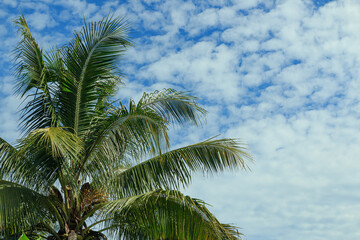 Fototapeta na wymiar Palm coconut leaves on a cloudy sky background