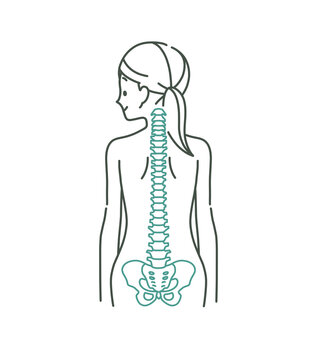 女性の背中と背骨のイメージ-2色