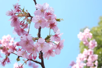 Cherry blossoms in full bloom tree in full bloom