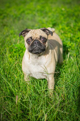 Obraz premium pugsita